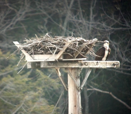 Femal back at the nest in Bridgwater - April 5, 2013